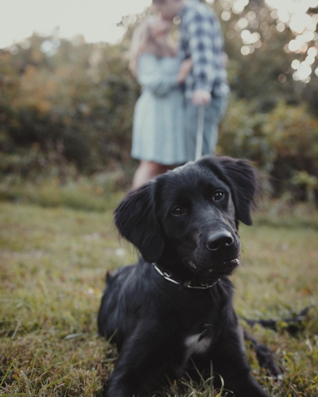 Centennial Park, Columbia, MD: An Enchanting Photoshoot with John, Kara and their Adorable Puppy